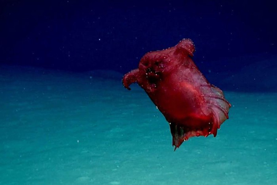 The headless chicken monster was first filmed last year in the Gulf of Mexico. Photo: Collected