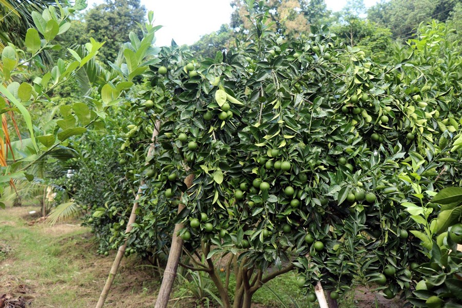 A partial view of a malta orchard in Rangamati    	— UNB Photo