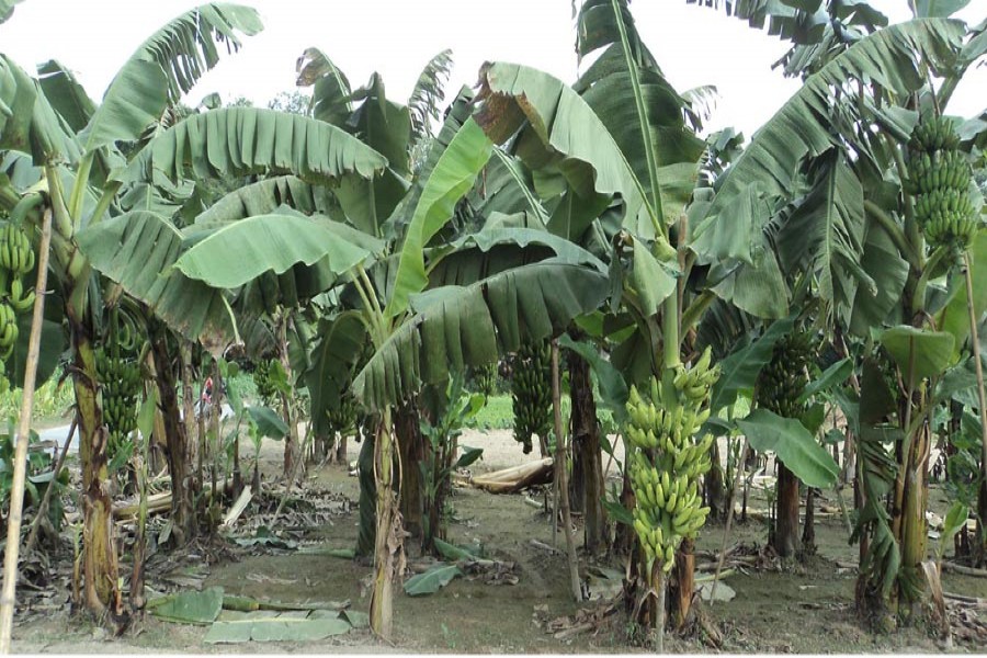 Bumper yield, fair prices bring smile on  faces of Bogura banana growers