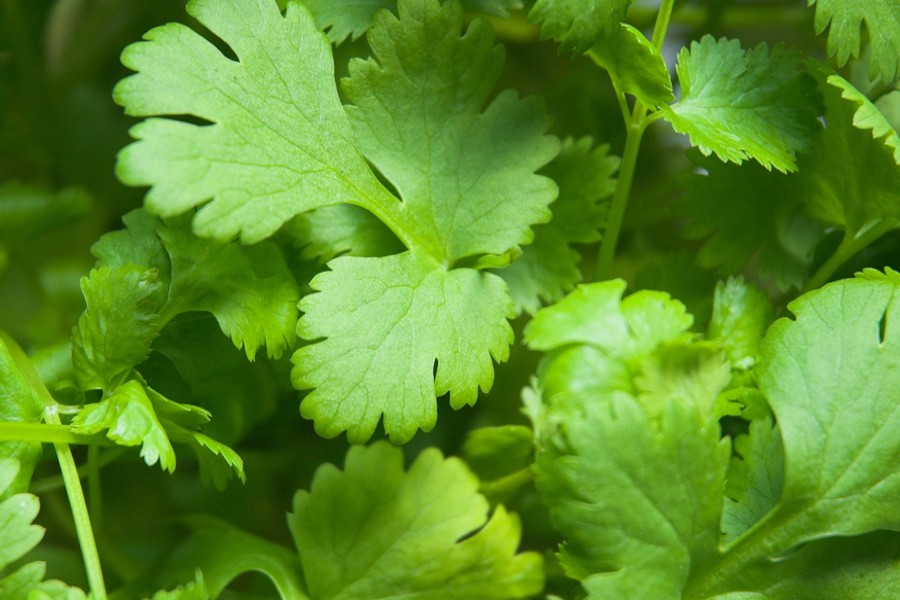 Rangpur coriander leaf  growers expect good yield