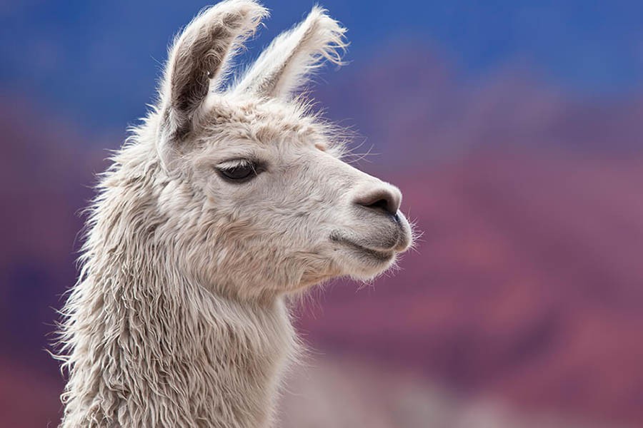 Llama blood clue to beating all flu