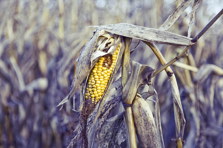 Gene discovery could boost crop resilience against disease. Internet photo