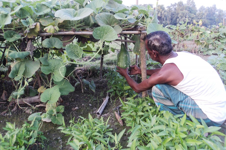 A farmer harvesting bottle gourd at his field in Akkelpur of Joypurhat on Monday   	— FE Photo