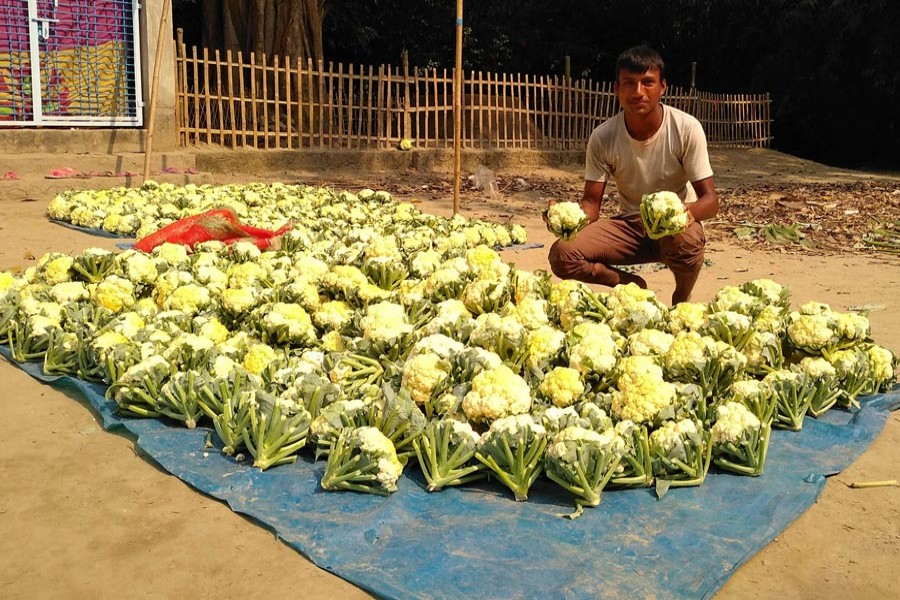 A cauliflower farmer showing his newly-harvested produce in Utholi village under Shibganj upazila of Bogura on Wednesday     	— FE Photo