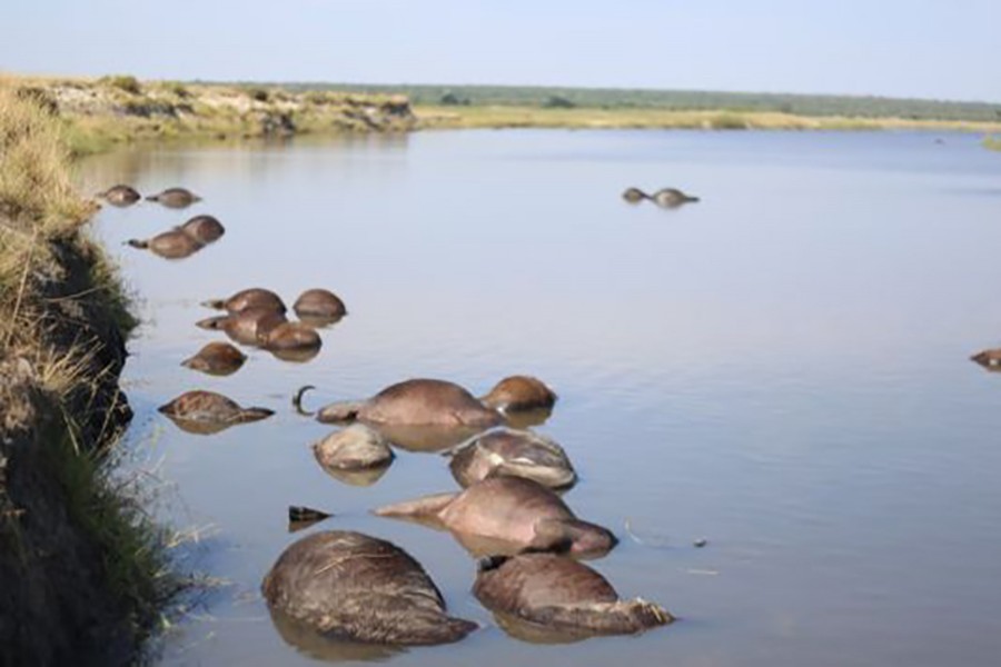 On Wednesday morning local people woke up to find hundreds of dead buffaloes in the Chobe river. Photo: Serondela Lodge