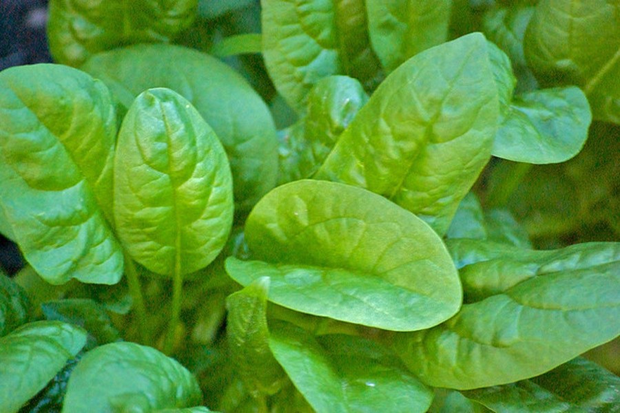 Rangpur spinach cultivators in joyous mood with  plentiful output