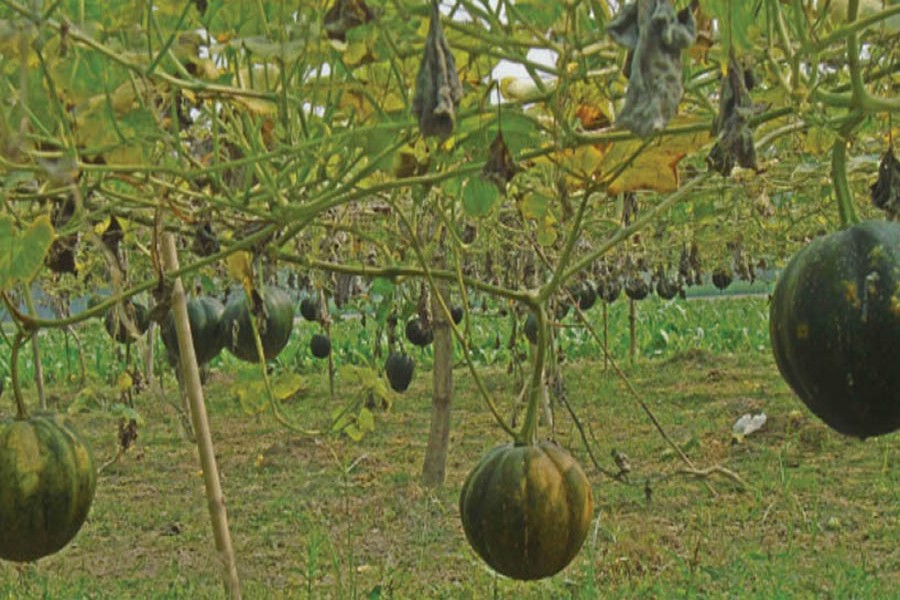 A view of a pumpkin field in Manikpara village under Akkelpur upazila of Joypurhat     	— FE Photo