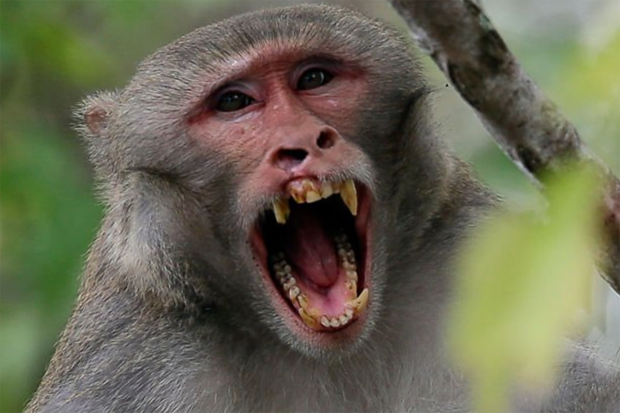 Monkey kills newborn in India