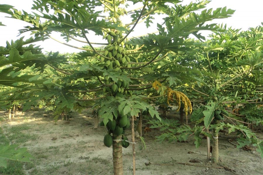 A partial view of a papaya orchard under Joypurhat Sadar   	— FE Photo