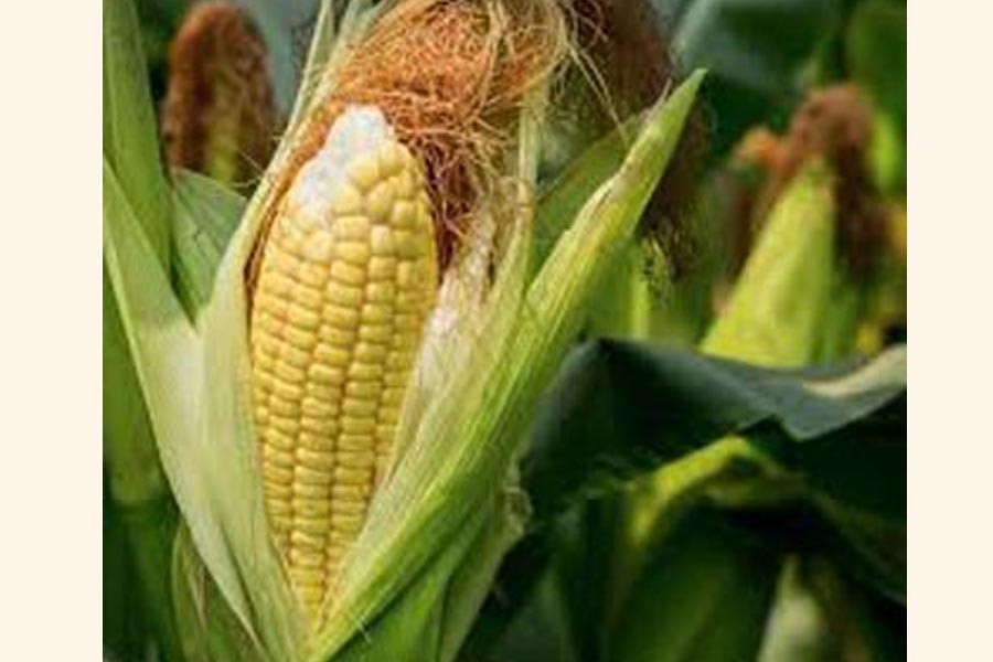 DAE eyes 1.71m tonnes  of maize production  in Rangpur div