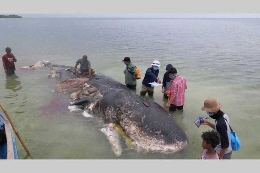 Dead whale found in Indonesia with 6kg of plastic in stomach