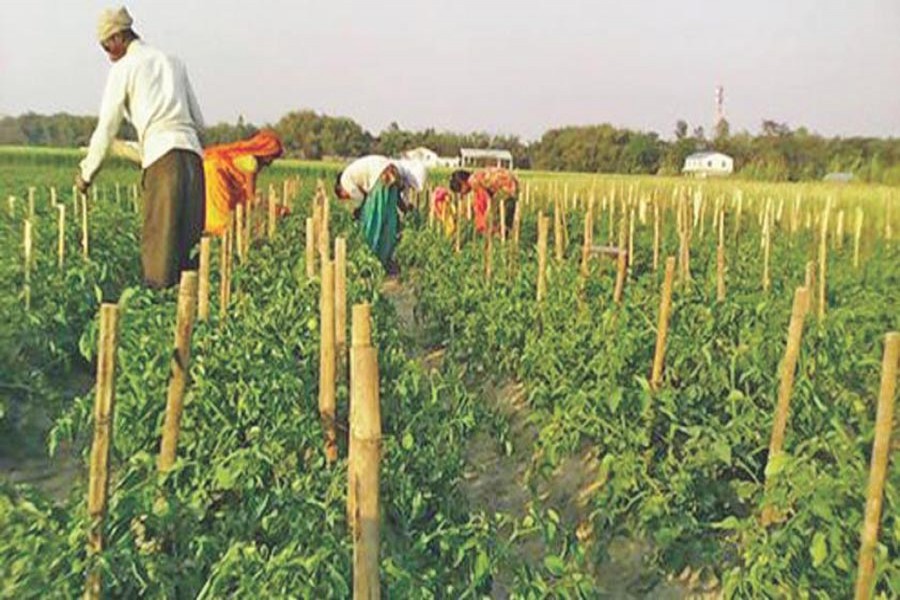 Barguna farmers eye 60000 tonnes vegetable output