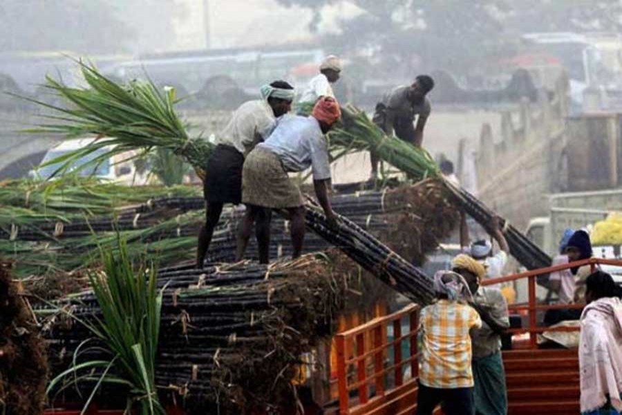 India set to beat Brazil in sugar production