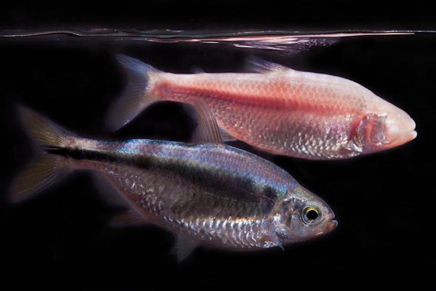 The Mexican tetra fish that lives in the rivers of Northern Mexico can heal its heart. Internet photo