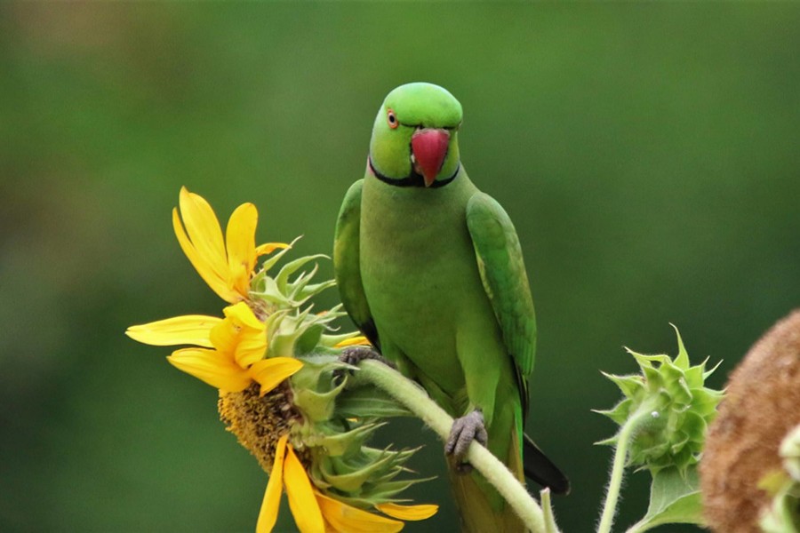 Time to protect wild life, birds: Experts