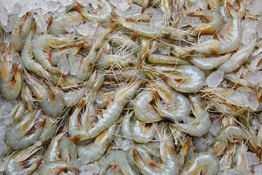 Frozen fish trade crumbling fast