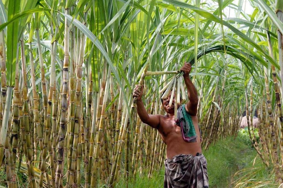 Focus Bangla file photo