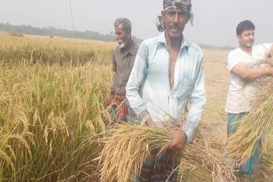 JHENIDAH: Growers cutting T-Aman at a field in Kuthi Durgapur village under Jhenidah Sadar 	— FE Photo