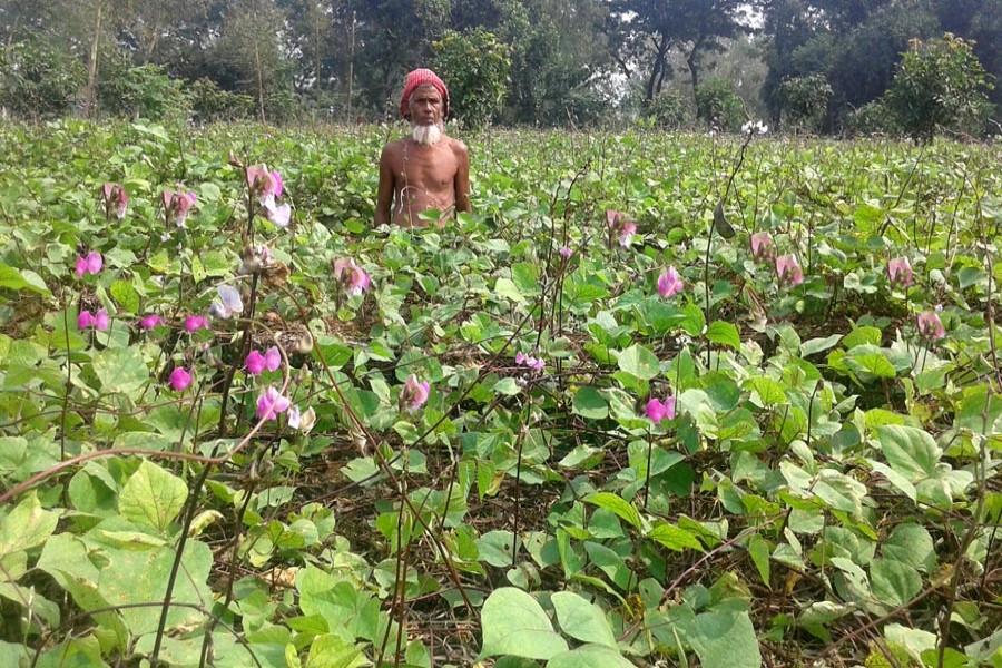 RANGPUR: A farmer seen at a bean field at Rupshi Village of Ranipukur Union under Mithapukur Upazila in Rangpur	— FE Photo