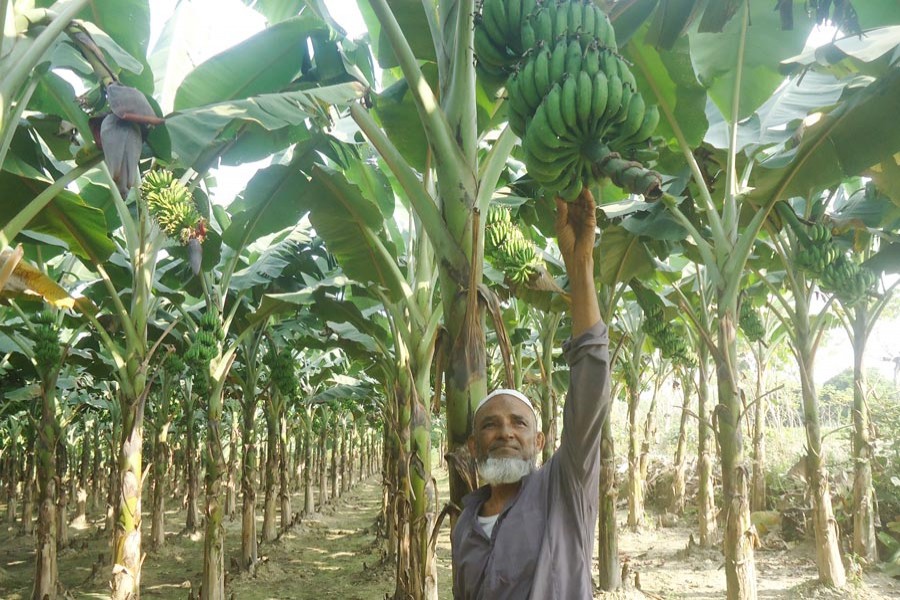 MAGURA: Mominuddin seen working in his banana orchard in Norihati village under Magura Sadar upazila	— FE Photo