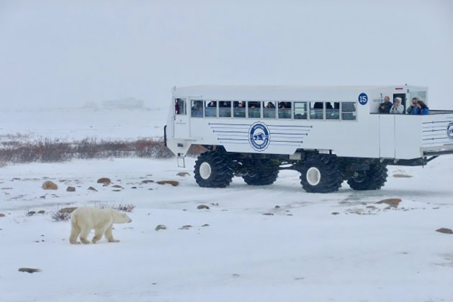 Tourists on a Tundra Buggy watch a polar bear in Churchill, Manitoba, Canada. Much of the area around Churchill is under protection as a national park and tourism company Frontiers North Adventures has limited their growth to minimise impacts.  — IPS