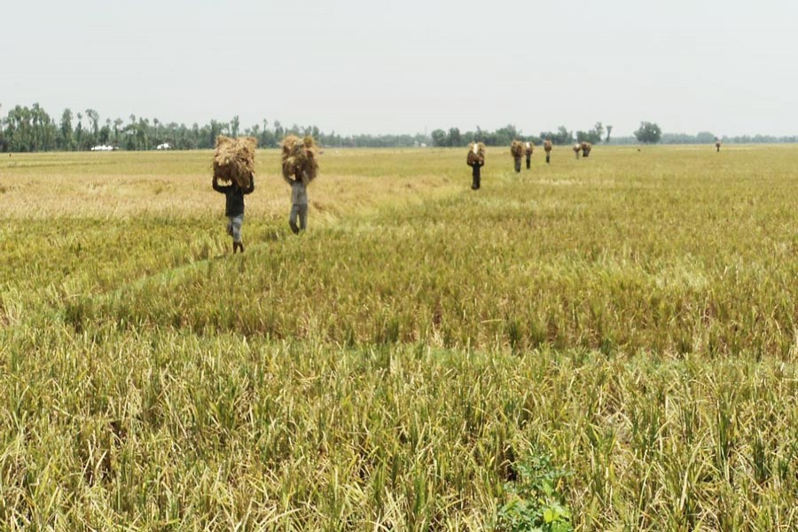 Farmers on their way back home with newly-harvested T-Aman paddy in Kazipur upazila of Sirajganj on Thursday   	— FE Photo