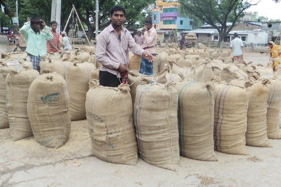 Workers filling sacks with newly-harvested T-Aman paddy at a rice depot under Boraigram upazila of Natore on Sunday   	— FE Photo