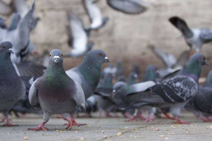 Rats, pigeons replace iconic fauna and flora