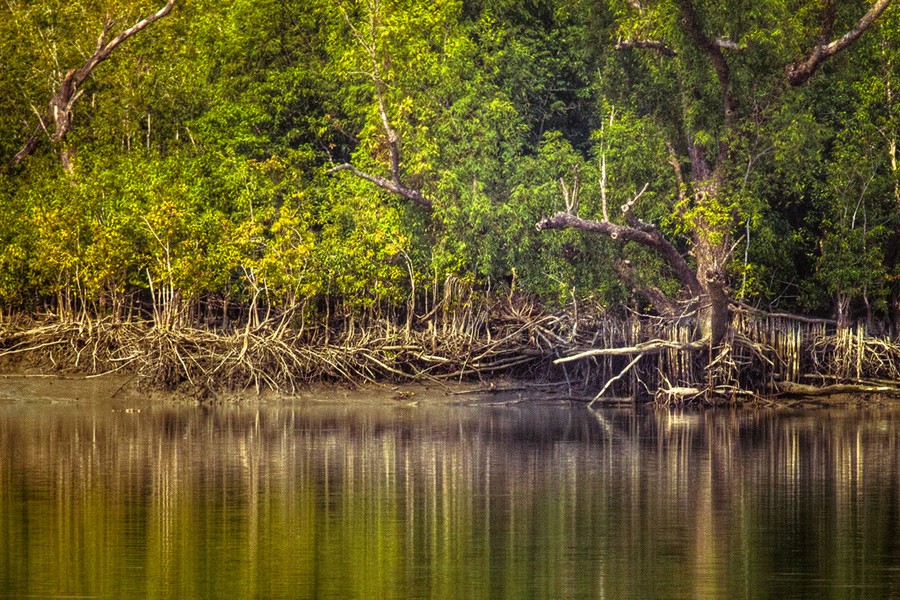 22kg venison recovered from Sundarbans