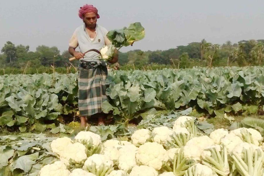 A cultivator working in a cauliflower field in Satkhira on Monday     	— UNB Photo