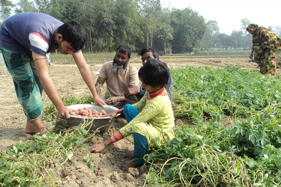 BOGURA: Farmers harvesting early-cultivated potato at a field in the district on Monday  	— FE Photo