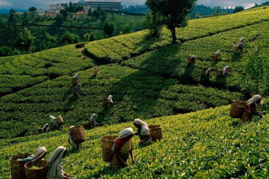 National Tea's price jumps 68pc in a month
