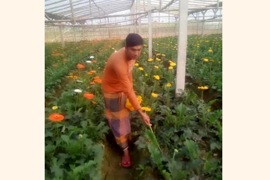 A farmer harvesting flower at a field in Trilochonpur village under Kaligonj in Jhenidah on Tuesday  	— FE Photo