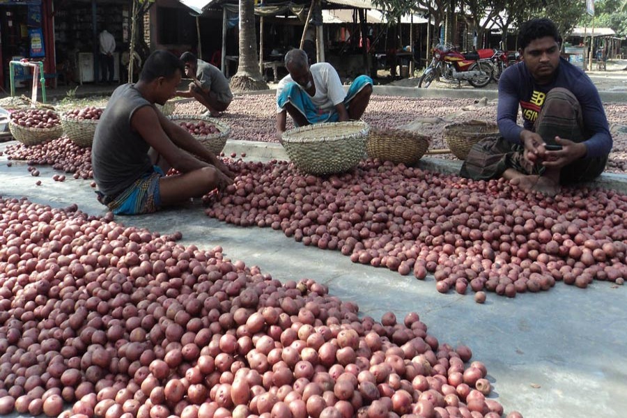 Workers sorting out potatoes in a wholesale market in Khetlal upazila of Joypurhat on Thursday   	— FE Photo