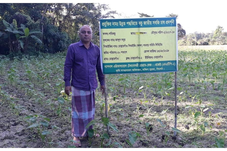 Farmer Abdus Sobur Sujam of Mollargaon under Dakshin Surma upazila in Sylhet showing his demonstration plot of creeper arum on Thursday  	— FE Photo