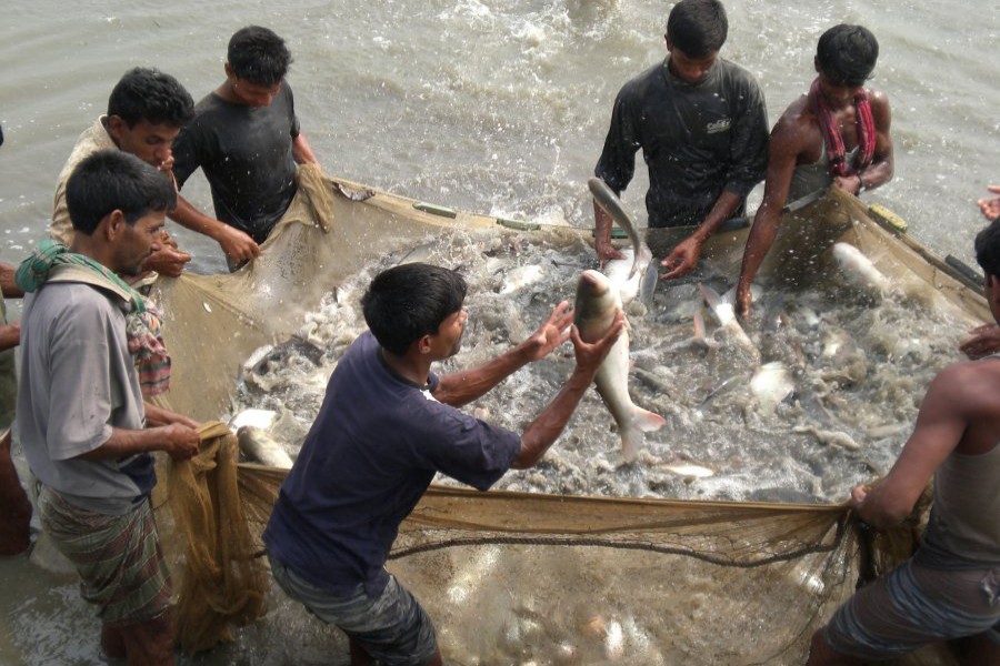 Rajshahi moves ahead with adequate fish production