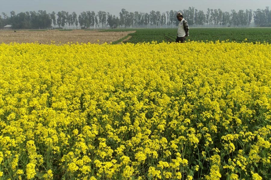 Mustard growers eye bumper yield