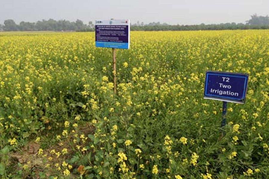 A high-yielding mustard field in Rajshahi district   	— BSS Photo