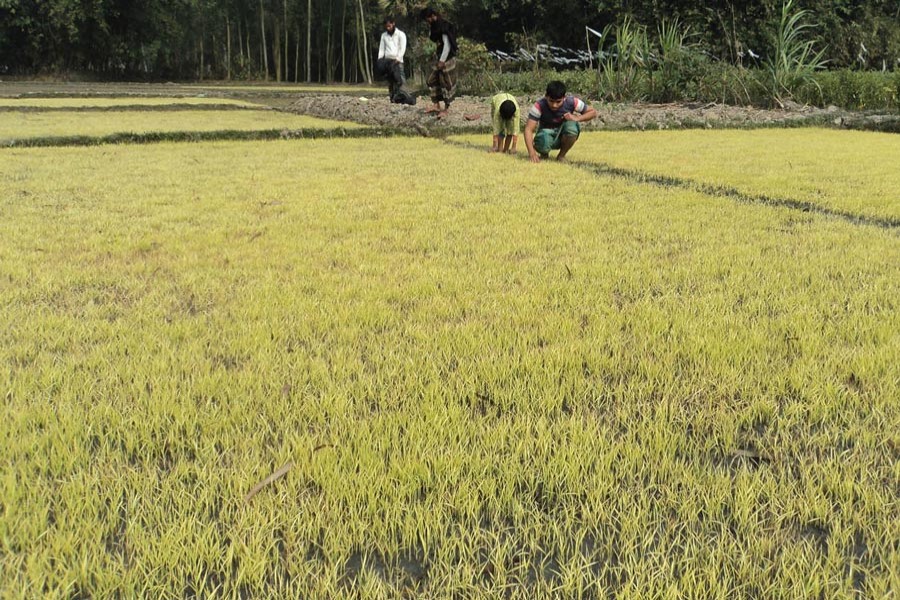 Boro seedlings have turned yellowish in a plot of seedbeds in Bogura district   	— FE Photo