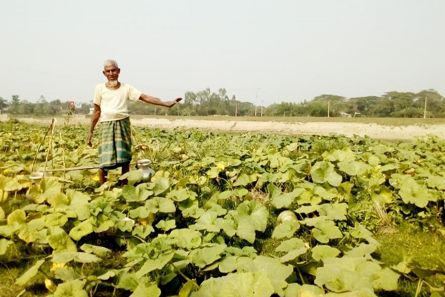 An elderly vegetable farmer at his pumpkin field in Sylhet Sadar on Wednesday 	— FE Photo