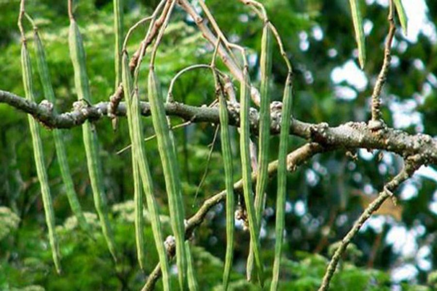 Peasants expect good yield of Sajina in Rangpur