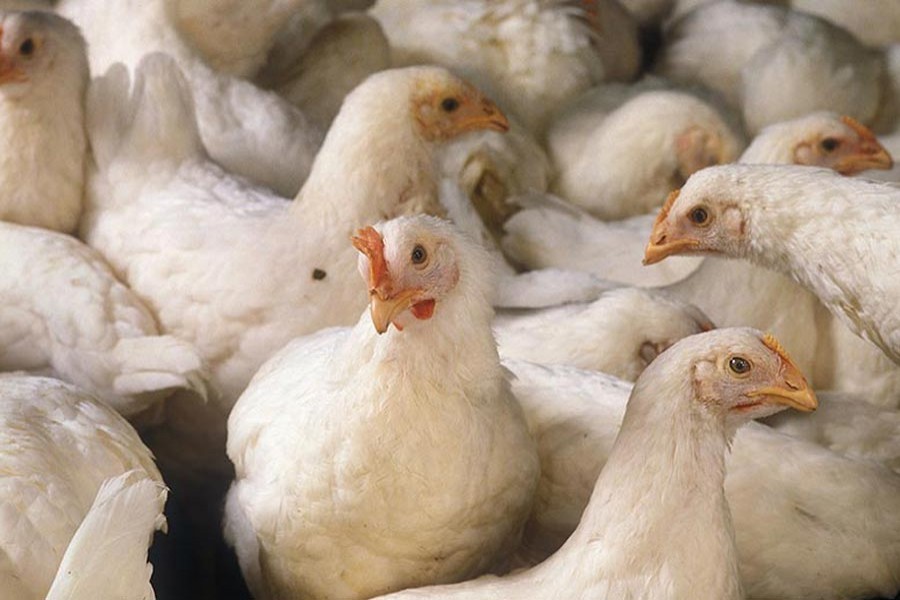 No let-up in broiler chicken price hike