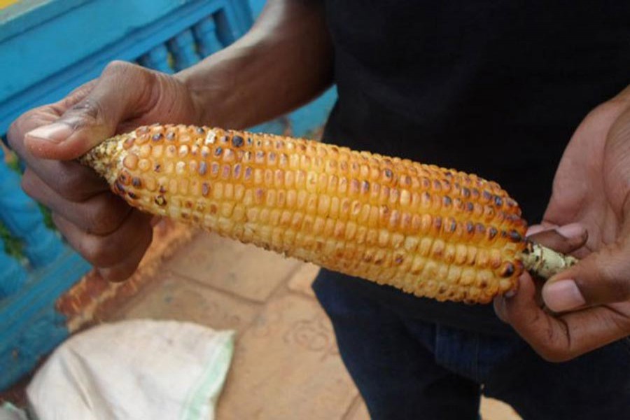 Story of a maize man