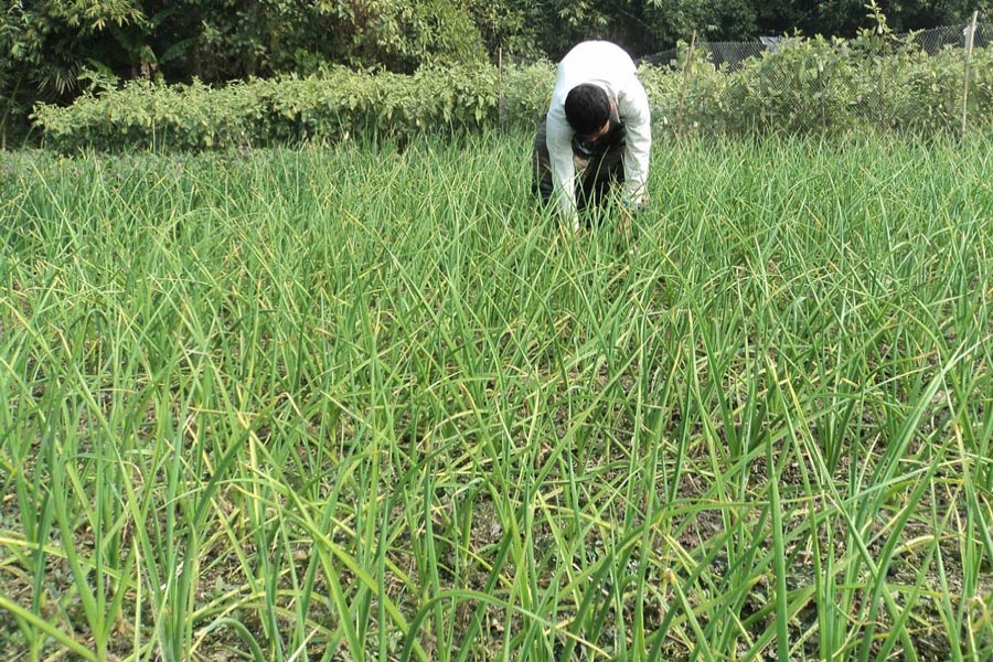 A farmer taking care of his garlic field at Shingra upazila of Natore district 	— FE Photo