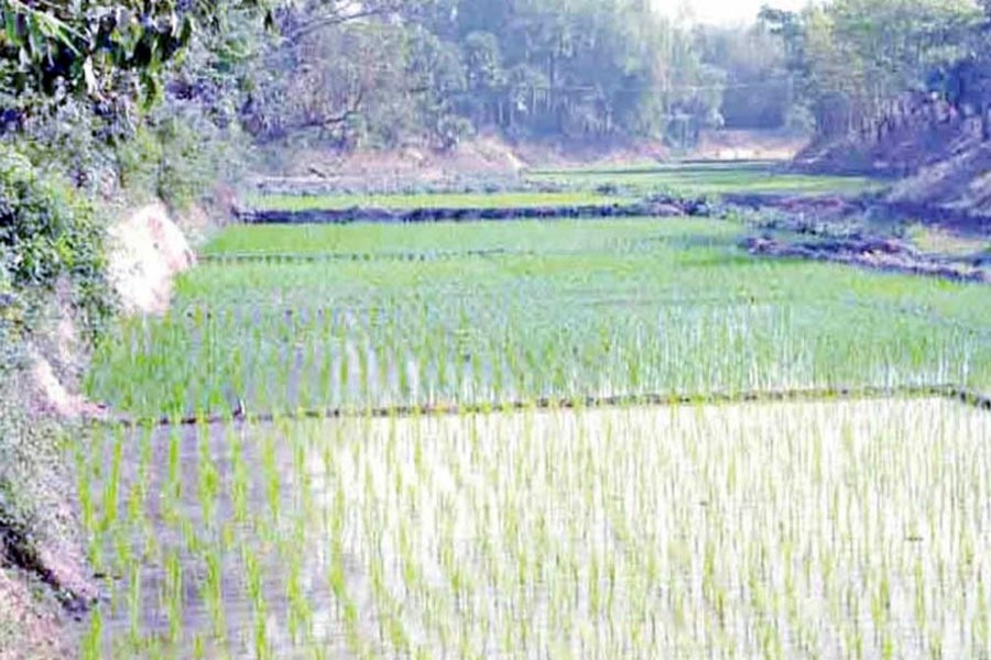 A view of a Boro farm land in the Nagor River basin under Kahaloo upazila of Bogura district 	— FE Photo