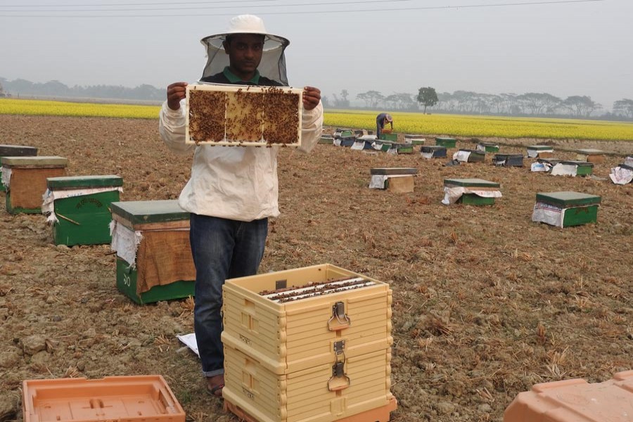 A bee keeper working in his mustard field at Moghi village under Magura Sadar upazila	— FE Photo