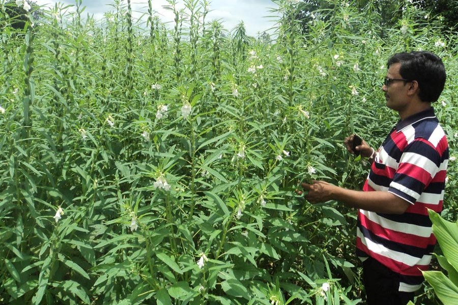 A cultivator taking care of his sesame field in Sirajganj district 	— FE Photo