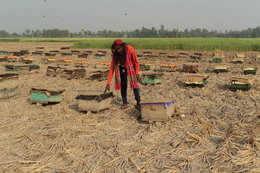 A bee keeper collecting honey from a field at Sadar upazila of Joypurhat district 	— FE Photo