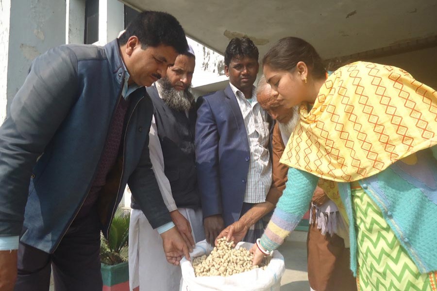 A BINA official distributing BINA China -4 peanut seeds free of cost in Magura 	— FE Photo