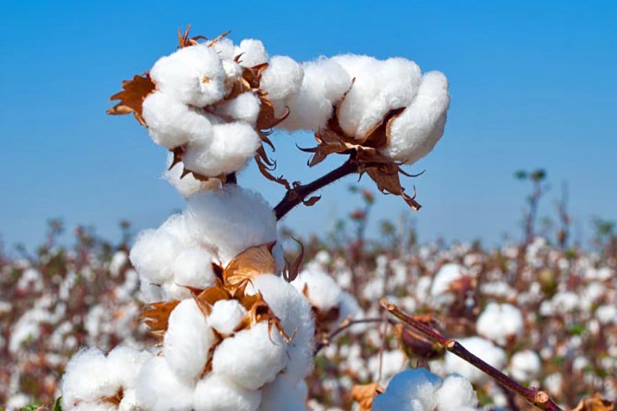 Experts say manual cotton harvest is slow compared to mechanised harvest methods. Internet photo